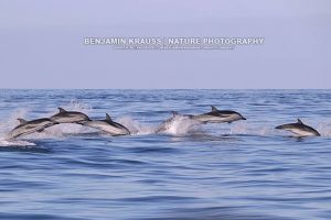 Golfinho Riscado - Striped Dolphin (Stenella coeruleoalba), Blau-Weißer gestreifter Delfin - Pico - Azoren - Portugal