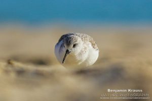 limikolen sanderling strandläufer andalusien spanien