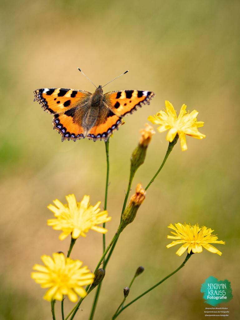 Schmetterling-Foto-Benjamin-Krauss-8