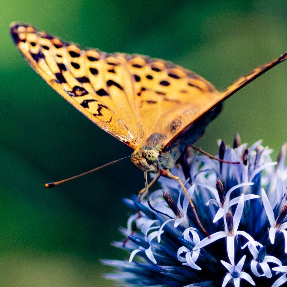 Schmetterling-Foto-Benjamin-Krauss-8